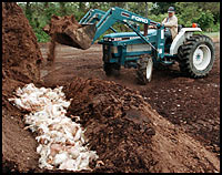 chickens used for fertilizer
