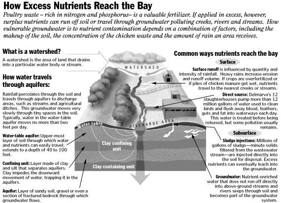 Excess Nutrient Graphic