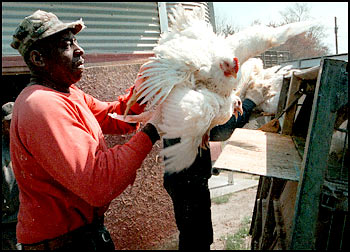 wpost chicken